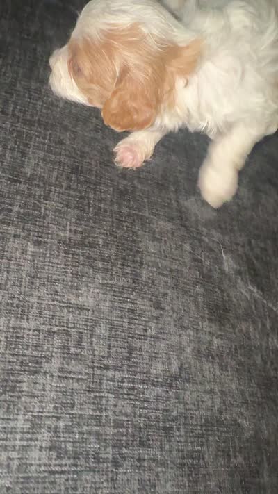 Millie, a female Havapoo for sale in Youngstown, OH – 2 of 2