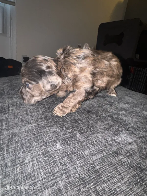 Max – Havapoo puppy for sale in Youngstown, OH