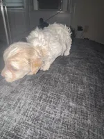 Mel, a male Havapoo for sale in Youngstown, OH – 1 of 2