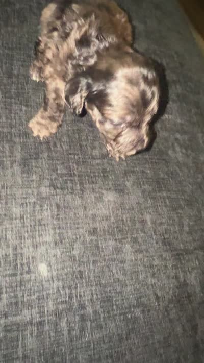 Max, a male Havapoo for sale in Youngstown, OH – 2 of 2