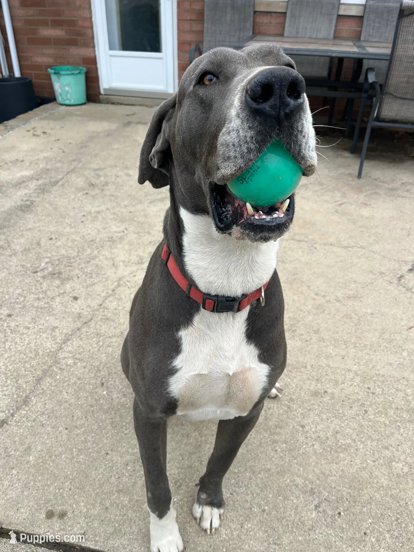 Pink, a female Great Dane for sale in Marion, IN – Photo 8 of 9