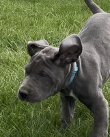 Blue, a female Great Dane for sale in Marion, IN – Photo 3 of 10