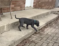 Blue, a female Great Dane for sale in Marion, IN – Photo 2 of 10