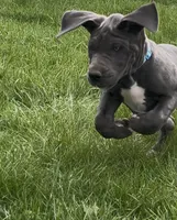 Blue, a female Great Dane for sale in Marion, IN – Photo 4 of 10