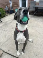 Blue, a female Great Dane for sale in Marion, IN – Photo 9 of 10