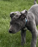 Blue, a female Great Dane for sale in Marion, IN – Photo 6 of 10