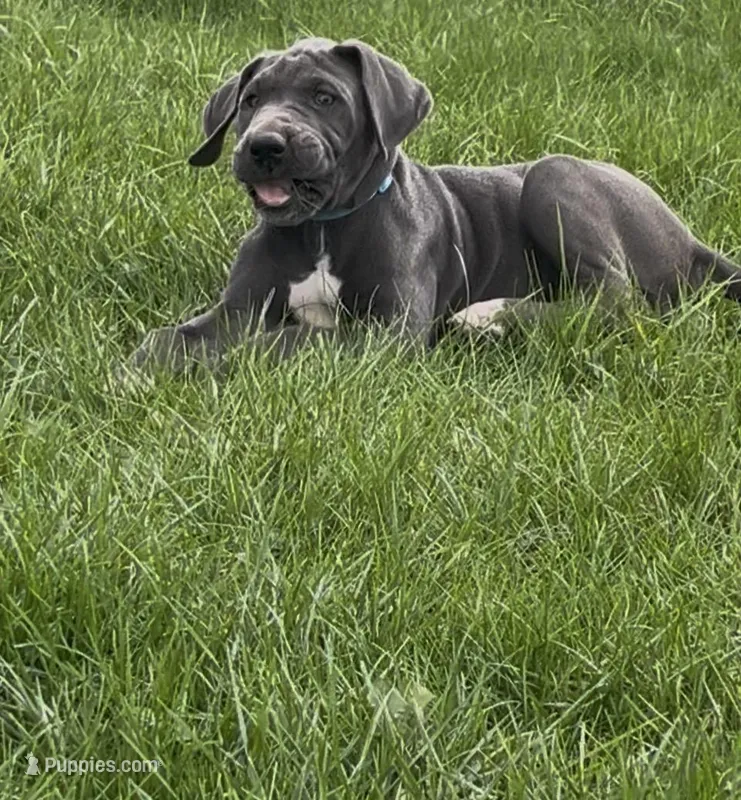 Blue – Great Dane puppy for sale in Marion, IN