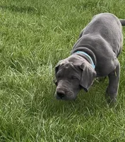 Blue, a female Great Dane for sale in Marion, IN – Photo 5 of 10