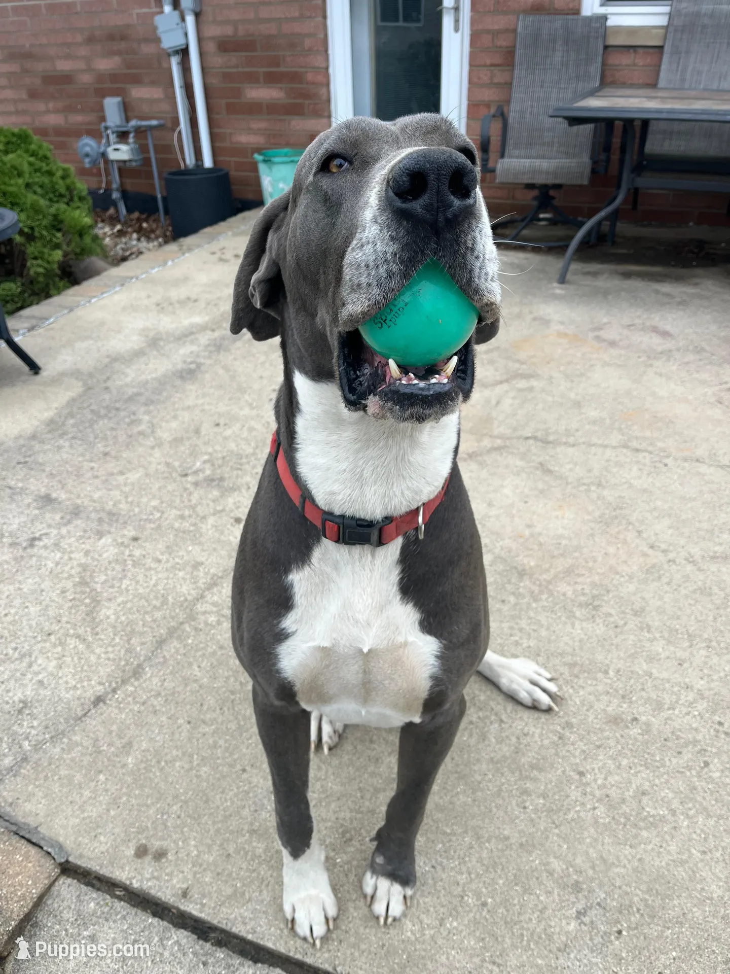 Red, a male Great Dane for sale in Marion, IN – Photo 9 of 10