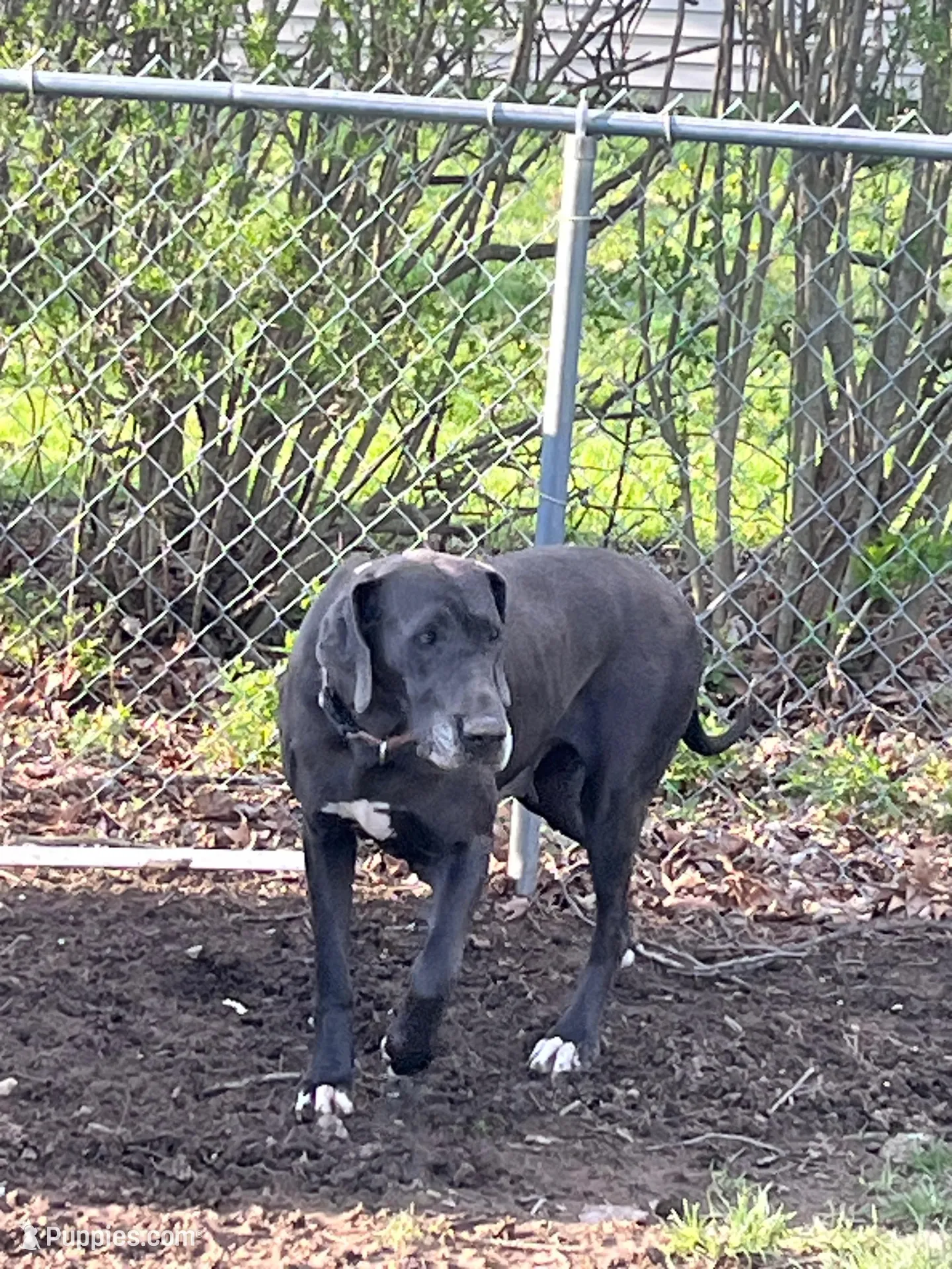 Red, a male Great Dane for sale in Marion, IN – Photo 7 of 10