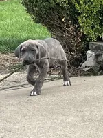 Pink, a female Great Dane for sale in Marion, IN – Photo 3 of 9