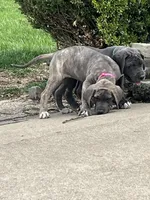 Pink, a female Great Dane for sale in Marion, IN – Photo 2 of 9