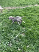 Pink, a female Great Dane for sale in Marion, IN – Photo 5 of 9