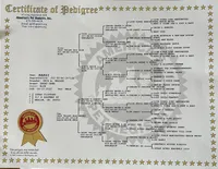 Pink, a female Great Dane for sale in Marion, IN – Photo 9 of 9