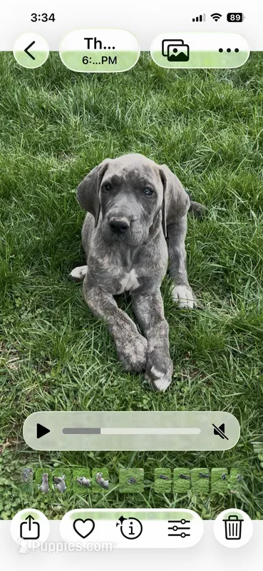 Pink – Great Dane puppy for sale in Marion, IN