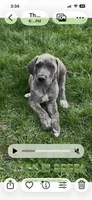Pink, a female Great Dane for sale in Marion, IN – Photo 1 of 9