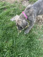 Pink, a female Great Dane for sale in Marion, IN – Photo 4 of 9