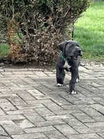 Green, a male Great Dane for sale in Marion, IN – Photo 3 of 10