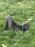 Green, a male Great Dane for sale in Marion, IN – Photo 4 of 10