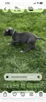 Green, a male Great Dane for sale in Marion, IN – Photo 6 of 10