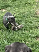 Green, a male Great Dane for sale in Marion, IN – Photo 5 of 10