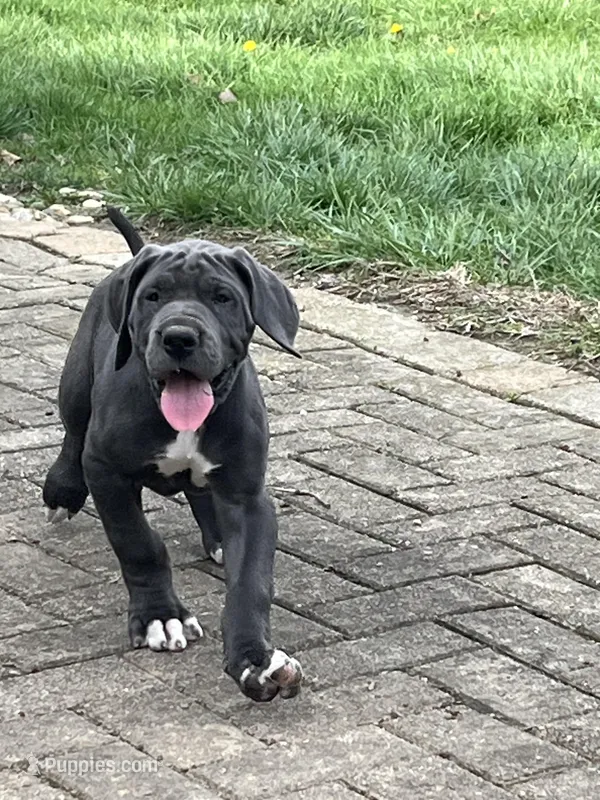 Green – Great Dane puppy for sale in Marion, IN
