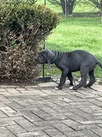Green, a male Great Dane for sale in Marion, IN – Photo 2 of 10