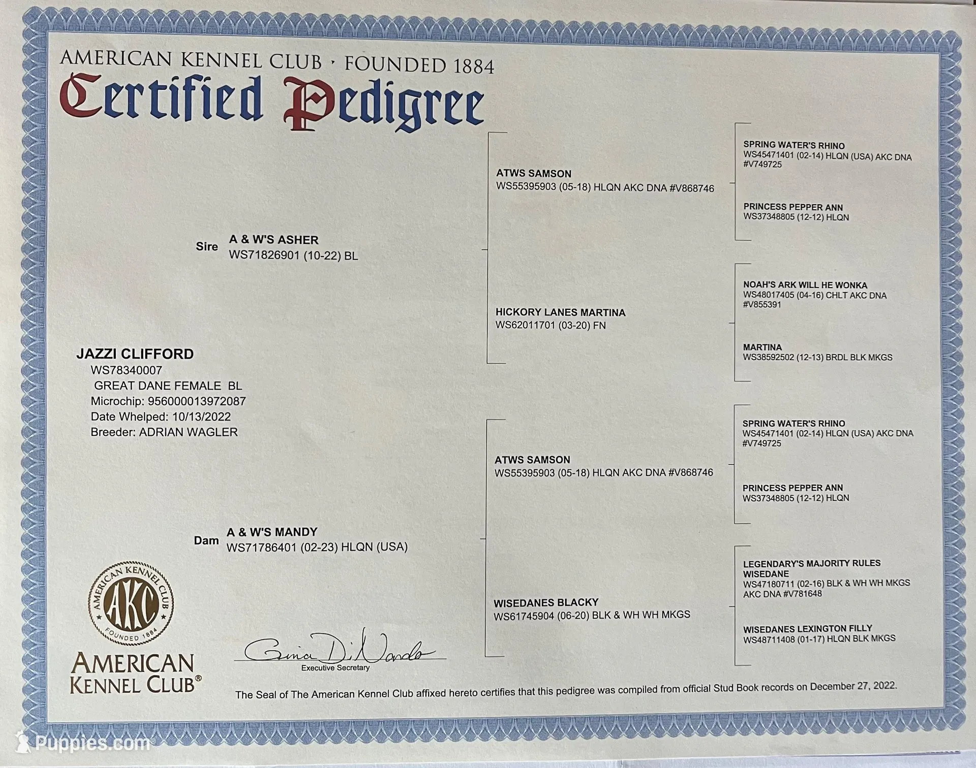 Green, a male Great Dane for sale in Marion, IN – Photo 8 of 10