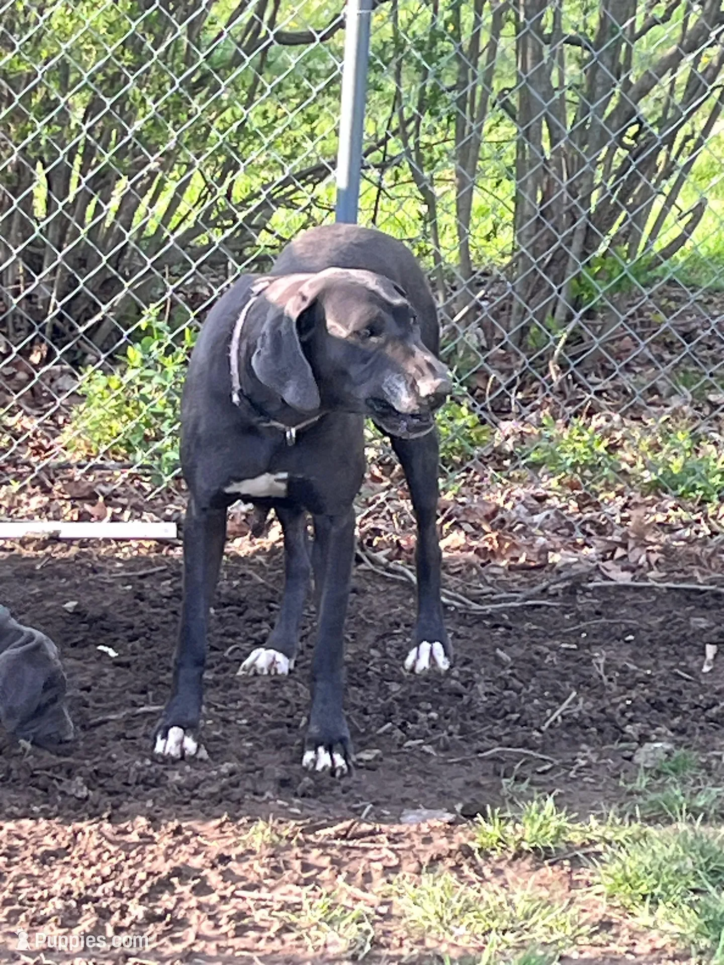 Purple , a female Great Dane for sale in Marion, IN – Photo 6 of 9