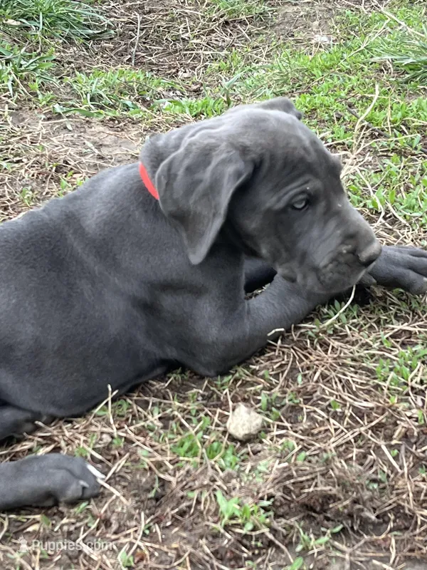 Red – Great Dane puppy for sale in Marion, IN