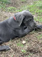 Red, a male Great Dane for sale in Marion, IN – Photo 1 of 10