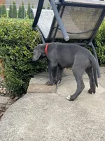 Red, a male Great Dane for sale in Marion, IN – Photo 5 of 10