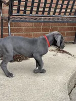 Red, a male Great Dane for sale in Marion, IN – Photo 4 of 10