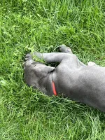 Red, a male Great Dane for sale in Marion, IN – Photo 2 of 10