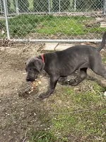 Red, a male Great Dane for sale in Marion, IN – Photo 6 of 10