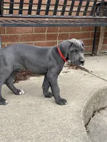 Red, a male Great Dane for sale in Marion, IN – Photo 3 of 10