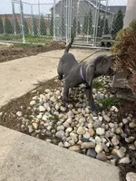 Purple , a female Great Dane for sale in Marion, IN – Photo 5 of 9