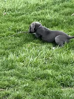 Purple , a female Great Dane for sale in Marion, IN – Photo 2 of 9