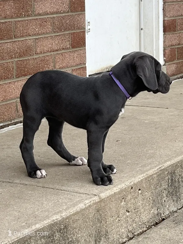 Purple  – Great Dane puppy for sale in Marion, IN