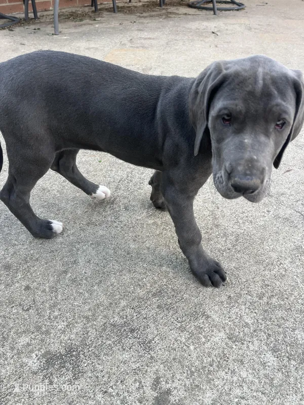 Purple  – Great Dane puppy for sale in Marion, IN