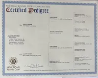 Purple , a female Great Dane for sale in Marion, IN – Photo 7 of 9