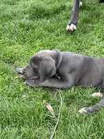 Purple , a female Great Dane for sale in Marion, IN – Photo 4 of 9