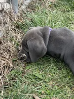 Purple , a female Great Dane for sale in Marion, IN – Photo 3 of 9
