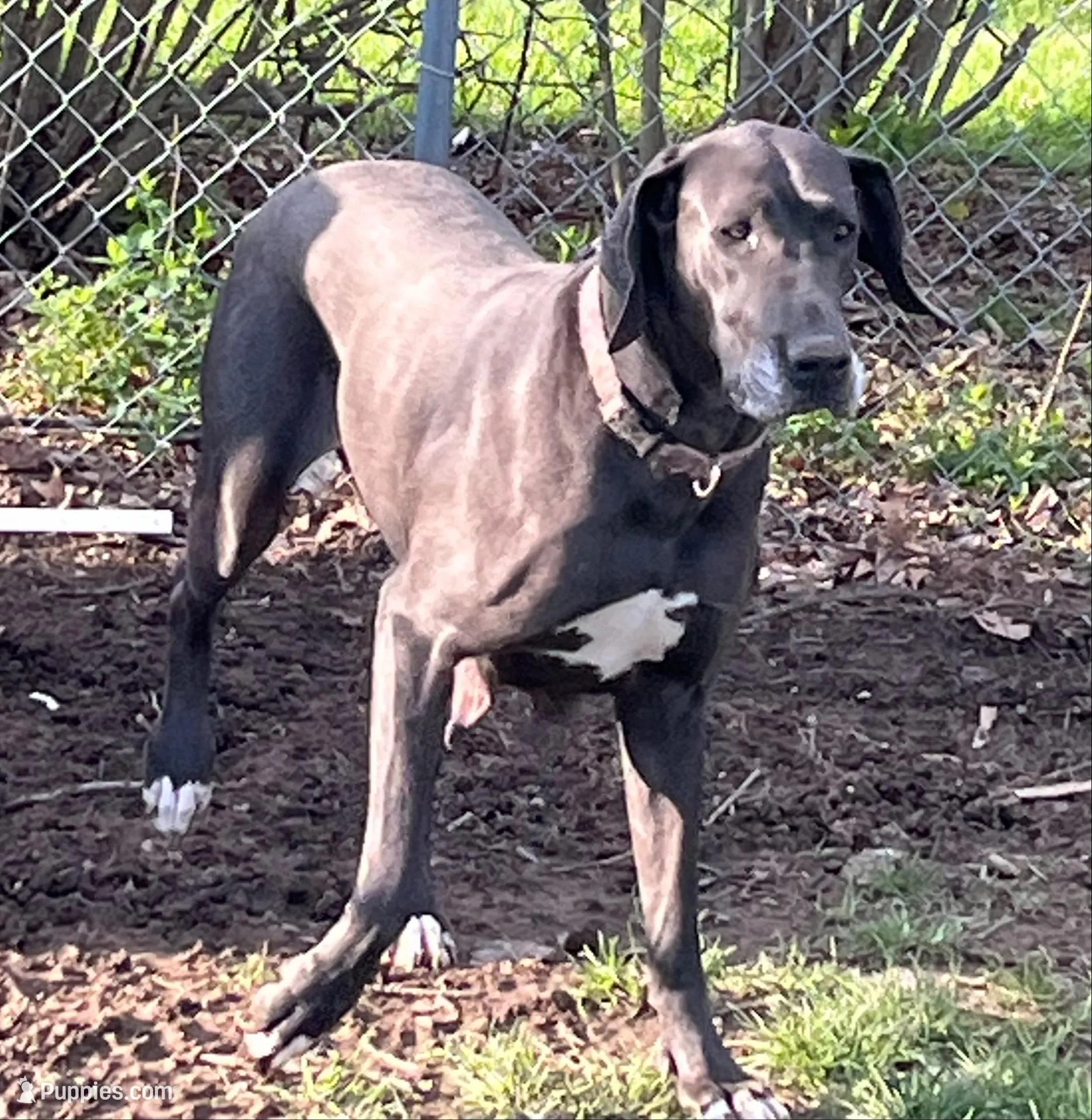 Pink, a female Great Dane for sale in Marion, IN – Photo 6 of 9