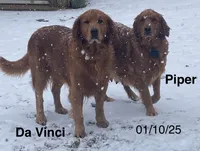 Blue Male, a male Golden Retriever for sale in Townville, SC – 3 of 3