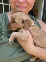 Silver Girl, a female Golden Retriever for sale in Townville, SC – 5 of 10