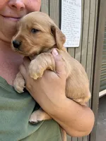 Green Male, a male Golden Retriever for sale in Townville, SC – 5 of 9
