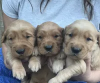 Silver Girl, a female Golden Retriever for sale in Townville, SC – 6 of 10