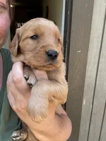 Silver Girl, a female Golden Retriever for sale in Townville, SC – 1 of 10