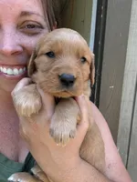 Silver Girl, a female Golden Retriever for sale in Townville, SC – 2 of 10